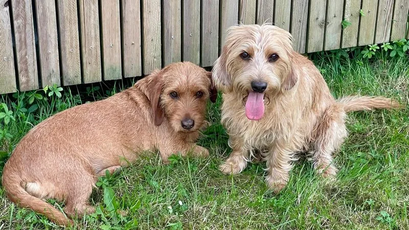 Der Basset Fauve de Bretagne — Charakter und Wesen