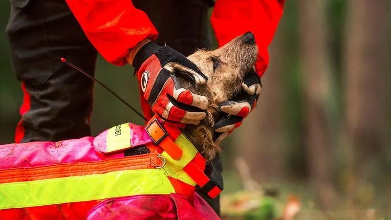 Was Jagdhund und Jäger wirklich verbindet