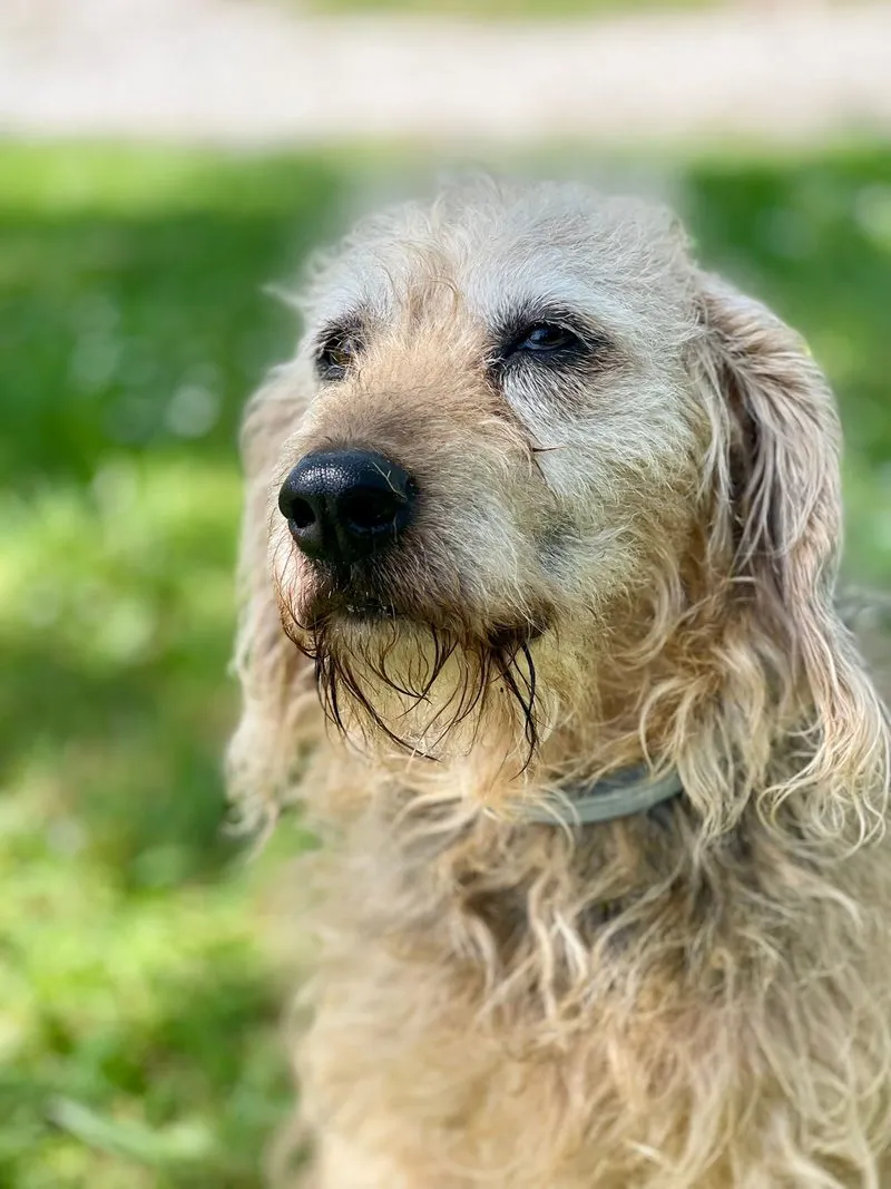Elli
